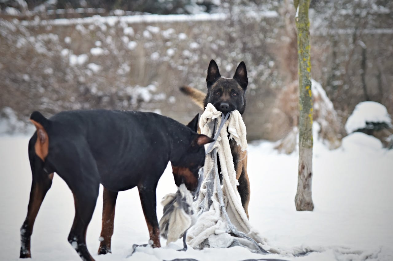 Two dogs playing with a blanket in the snowy outdoors during winter.